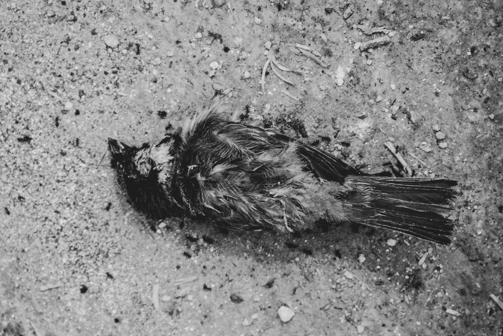 a dead bird