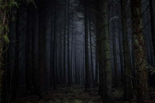 a dark forest