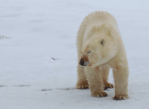 a polar bear