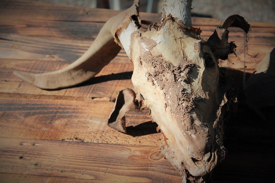 goat skull, used in satanic rituals