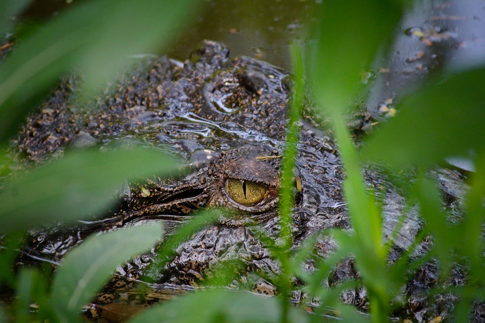 a saltwater crocodile